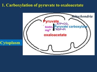 1. Carboxylation of pyruvate to oxaloacetate
mitochondria
Pyruvate

ATP+CO2

biotin, Pyruvate carboxylase
ADP+Pi
mg2+

oxaloacetate

Cytoplasm

 