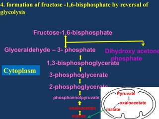 4. formation of fructose -1,6-bisphosphate by reversal of
glycolysis
Fructose-1,6-bisphosphate
Glyceraldehyde – 3- phosphate

Dihydroxy acetone
phosphate
1,3-bisphosphoglycerate

Cytoplasm

3-phosphoglycerate
2-phosphoglycerate
phosphoenolpyruvate
oxaloacetate
malate

Pyruvate
oxaloacetate
malate

 