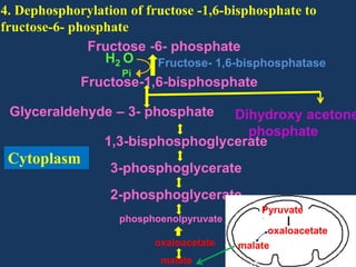 4. Dephosphorylation of fructose -1,6-bisphosphate to
fructose-6- phosphate
Fructose -6- phosphate
H2 O
Fructose- 1,6-bisphosphatase
Pi

Fructose-1,6-bisphosphate
Glyceraldehyde – 3- phosphate

Dihydroxy acetone
phosphate
1,3-bisphosphoglycerate

Cytoplasm

3-phosphoglycerate
2-phosphoglycerate
phosphoenolpyruvate
oxaloacetate
malate

Pyruvate
oxaloacetate
malate

 