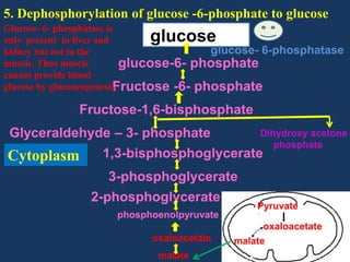 5. Dephosphorylation of glucose -6-phosphate to glucose
Glucose- 6- phosphatase is
only present in liver and
glucose- 6-phosphatase
kidney but not in the
muscle. Thus muscle
glucose-6- phosphate
cannot provide blood
glucose by gluconeogenesis.
Fructose -6- phosphate

glucose

Fructose-1,6-bisphosphate
Glyceraldehyde – 3- phosphate

Cytoplasm

Dihydroxy acetone
phosphate

1,3-bisphosphoglycerate
3-phosphoglycerate
2-phosphoglycerate
phosphoenolpyruvate
oxaloacetate
malate

Pyruvate
oxaloacetate
malate

 