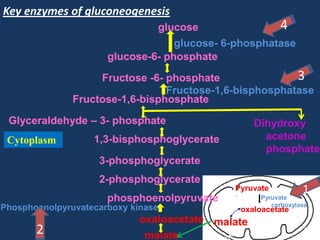 Key enzymes of gluconeogenesis

4
glucose
glucose- 6-phosphatase
glucose-6- phosphate
3
Fructose -6- phosphate
Fructose-1,6-bisphosphatase
Fructose-1,6-bisphosphate
Glyceraldehyde – 3- phosphate
Cytoplasm

Dihydroxy
acetone
phosphate

1,3-bisphosphoglycerate
3-phosphoglycerate
2-phosphoglycerate

Pyruvate

phosphoenolpyruvate
Phosphoenolpyruvatecarboxy kinase

2

Pyruvate
carboxylase

1 oxaloacetate

oxaloacetate malate
malate

1

 
