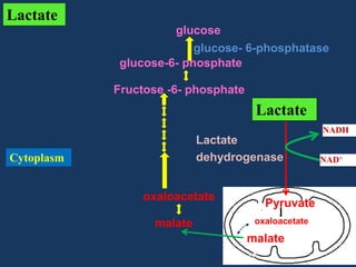Lactate
glucose
glucose- 6-phosphatase
glucose-6- phosphate
Fructose -6- phosphate

Lactate
NADH

Lactate
dehydrogenase

Cytoplasm

oxaloacetate
malate

Pyruvate
oxaloacetate

malate

NAD+

 