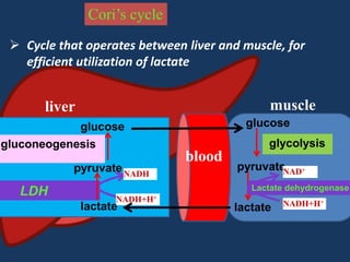 Cori’s cycle
 Cycle that operates between liver and muscle, for
efficient utilization of lactate

muscle

liver

glucose

glucose
gluconeogenesis
pyruvate NADH

LDH

glycolysis

blood

pyruvate +
NAD
Lactate dehydrogenase

NADH+H+

lactate

lactate

NADH+H+

 
