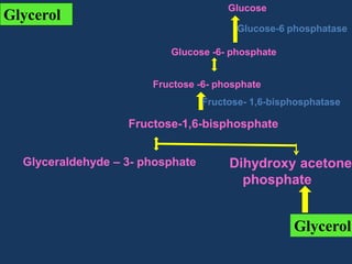 Glucose

Glycerol

Glucose-6 phosphatase
Glucose -6- phosphate
Fructose -6- phosphate
Fructose- 1,6-bisphosphatase

Fructose-1,6-bisphosphate
Glyceraldehyde – 3- phosphate

Dihydroxy acetone
phosphate

Glycerol

 