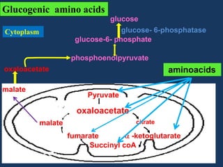Glucogenic amino acids
glucose
glucose- 6-phosphatase
glucose-6- phosphate

Cytoplasm

phosphoenolpyruvate
oxaloacetate
malate

aminoacids
Pyruvate

oxaloacetate
malate

citrate

fumarate
-ketoglutarate
Succinyl coA

 