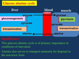 Glucose alanine cycle
liver

blood

glucose
gluconeogenesis
pyruvate
transamination

alanine

muscle
glucose

glycolysis
pyruvate
transamination

alanine

Significance
This glucose-alanine cycle is of primary importance in
conditions of starvation
Alanine also serves to transport ammonia for disposal in
the non-toxic form

 