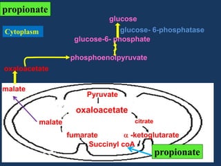propionate
glucose
glucose- 6-phosphatase
glucose-6- phosphate

Cytoplasm

phosphoenolpyruvate
oxaloacetate
malate

Pyruvate

oxaloacetate
malate

citrate

fumarate
-ketoglutarate
Succinyl coA

propionate

 