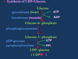 1. Synthesis of UDP-Glucose.

Glucose
glucokinase (liver)

ATP

hexokinase (muscle)

ADP

Glucose-6- phosphate
phosphoglucomutase

Glucose-1- phosphate
UDP-glucose
pyrophosphorylase

UTP
PPi

UDP -glucose
( UDP - )

 