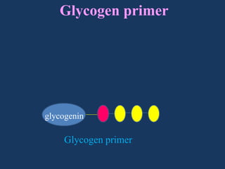 Glycogen primer

glycogenin

Glycogen primer

 