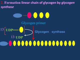 2. Formation linear chain of glycogen by glycogen
synthase

Glycogen primer
13 UDP
13 UDP

Glycogen synthase

 