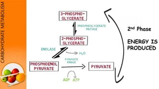 H2O
CARBOHYDRATEMETABOLISM
2nd Phase
ENERGY IS
PRODUCED
 