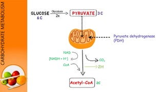 CoA
CO2
NAD
[NADH + H+]
Acetyl-CoA 2C
CARBOHYDRATEMETABOLISM
Pyruvate dehydrogenase
(PDH)
 