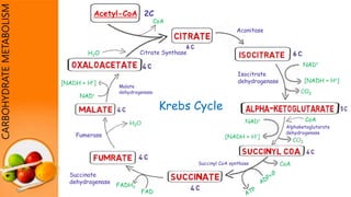 Fumerase
NAD+
Acetyl-CoA 2C
CARBOHYDRATEMETABOLISM
[NADH + H+]
Citrate Synthase
CoA
Isocitrate
dehydrogenase
FADH2
FAD
Krebs Cycle
CoA
H2O
Succinate
dehydrogenase
Alphaketoglutarate
dehydrogenase
Succinyl CoA synthase
Malate
dehydrogenase
Aconitase
 