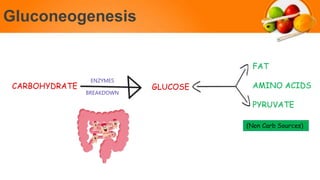 Gluconeogenesis
CARBOHYDRATE
ENZYMES
BREAKDOWN
GLUCOSE
FAT
AMINO ACIDS
PYRUVATE
(Non Carb Sources)
 
