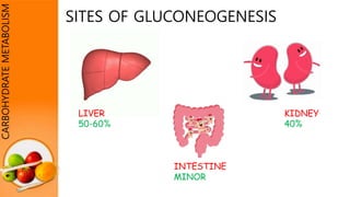 CARBOHYDRATEMETABOLISM
SITES OF GLUCONEOGENESIS
LIVER
50-60%
KIDNEY
40%
INTESTINE
MINOR
 