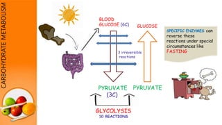 CARBOHYDRATEMETABOLISM
BLOOD
GLUCOSE (6C)
PYRUVATE
(3C)
PYRUVATE
GLUCOSE
3 irreversible
reactions
GLYCOLYSIS
10 REACTIONS
SPECIFIC ENZYMES can
reverse these
reactions under special
circumstances like
FASTING
 