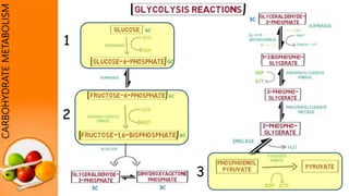 CARBOHYDRATEMETABOLISM
1
2
3
 