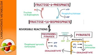 CARBOHYDRATEMETABOLISM
OXALOACETATE
Phosphoenol-pyruvate
Carboxylase CO2
GTP
Fructose
1,6 Bisphosphate
Phosphofructokinase
Pi ATP
ADP
REVERSIBLE REACTIONS
Mitochondria
OXALOACETATE
CO2
ATP
Pyruvate
carboxylase
 