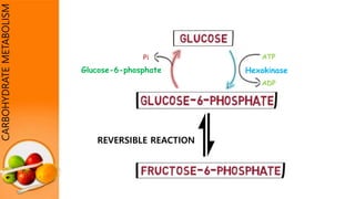 CARBOHYDRATEMETABOLISM
ATP
ADP
Hexokinase
REVERSIBLE REACTION
Pi
Glucose-6-phosphate
 