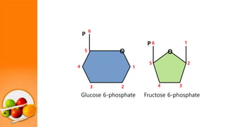 1
23
4
5 O O
1
2
34
5
6
6
P
P
Glucose 6-phosphate Fructose 6-phosphate
 
