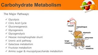 Carbohydrate Metabolism
The Major Pathways:
 Glycolysis
 Citric Acid Cycle
 Gluconeogenesis
 Glycogenesis
 Glycogenolysis
 Hexose monophosphate shunt
 Uronic acid pathway
 Galactose metabolism
 Fructose metabolism
 Amino sugar & mucopolysaccharide metabolism
 