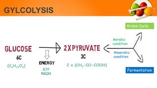 GYLCOLYSIS
(C6H12O6) 2 x (CH3-CO-COOH)
Krebs Cycle
Fermentation
Aerobic
condition
Anaerobic
condition
 