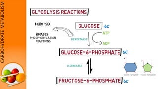 CARBOHYDRATEMETABOLISM
6C
6C
6C
 