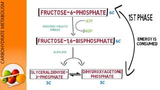 3C 3C
6C
CARBOHYDRATEMETABOLISM
6C
 