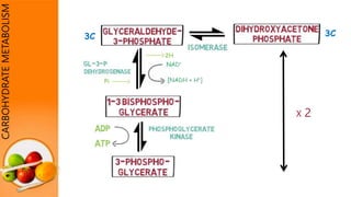 CARBOHYDRATEMETABOLISM
Pi
2H
X 2
3C 3C
 