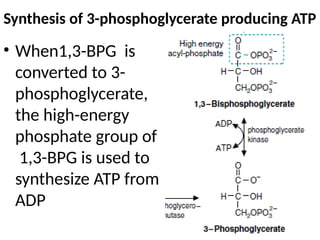 Carbohydrate metabolism final [Autosaved].pptx