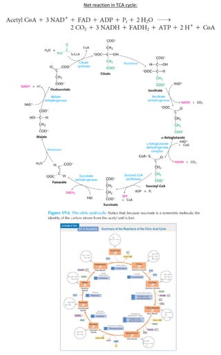 Tca Cycle Net Rxn Carbohydrate metabolism final questions (3).pdf