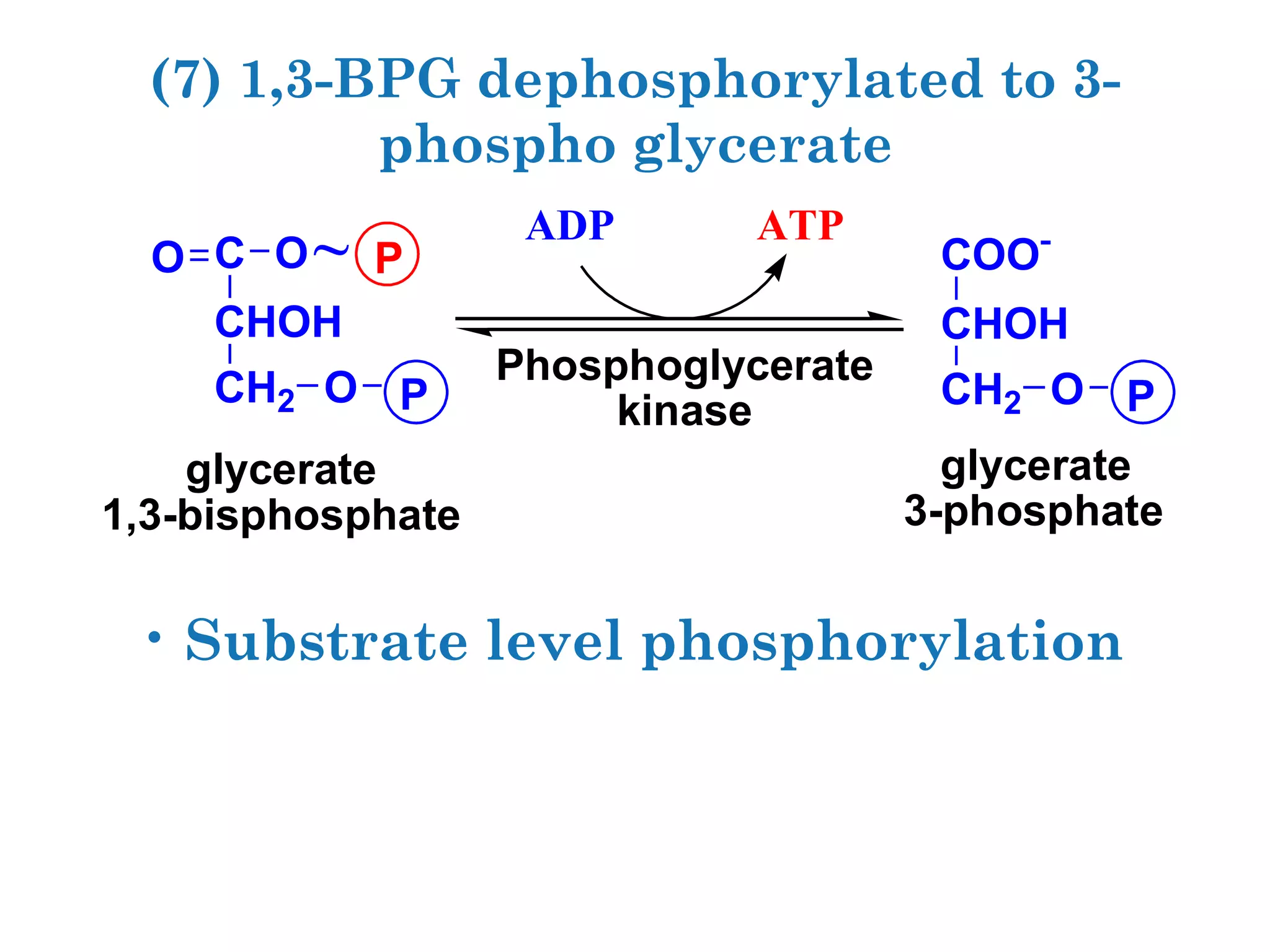 Carbohydrate metabolism | PPT