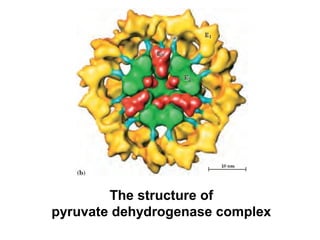 Pdc Structure Carbohydrate metabolism | PPT