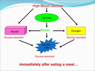 High Blood Glucose
Glucose absorbed
Insulin
Pancreas
Muscle
Adipose
Cells
Glycogen
Glucose absorbed
Glucose absorbed
immediately after eating a meal…
 
