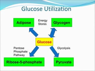 Glucose Utilization
Glucose
Pyruvate
Ribose-5-phosphate
Glycogen
Energy
Stores
Pentose
Phosphate
Pathway
Glycolysis
Adipose
 