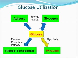 Glucose Utilization
Glucose
Pyruvate
Ribose-5-phosphate
Glycogen
Energy
Stores
Pentose
Phosphate
Pathway
Glycolysis
Adipose
 