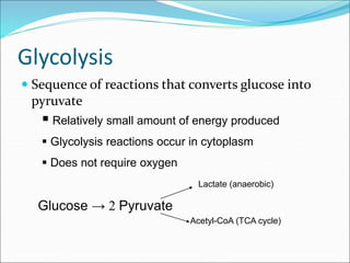Glycolysis
 Sequence of reactions that converts glucose into
pyruvate
 Relatively small amount of energy produced
 Glycolysis reactions occur in cytoplasm
 Does not require oxygen
Glucose → 2 Pyruvate
Lactate (anaerobic)
Acetyl-CoA (TCA cycle)
 