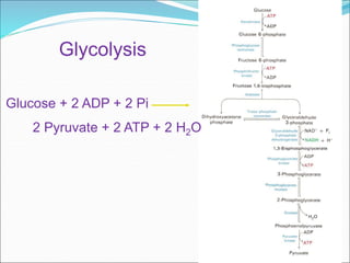 Glycolysis
Glucose + 2 ADP + 2 Pi
2 Pyruvate + 2 ATP + 2 H2O
 