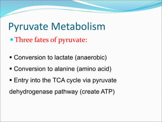 Pyruvate Metabolism
 Three fates of pyruvate:
 Conversion to lactate (anaerobic)
 Conversion to alanine (amino acid)
 Entry into the TCA cycle via pyruvate
dehydrogenase pathway (create ATP)
 