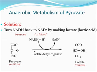 Anaerobic Metabolism of Pyruvate
 Solution:
 Turn NADH back to NAD+ by making lactate (lactic acid)
COO–
C O
CH3
COO–
HC OH
CH3
Lactate
Pyruvate
Lactate dehydrogenase
NADH + H+
NAD+
(oxidized) (reduced)
(oxidized
(reduced
 