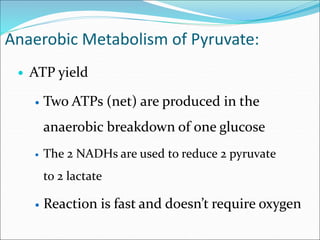 Anaerobic Metabolism of Pyruvate:
 ATP yield
 Two ATPs (net) are produced in the
anaerobic breakdown of one glucose
 The 2 NADHs are used to reduce 2 pyruvate
to 2 lactate
 Reaction is fast and doesn’t require oxygen
 