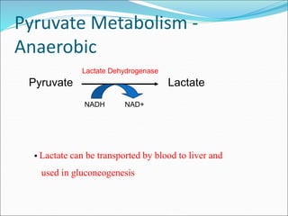 Pyruvate Metabolism -
Anaerobic
Pyruvate Lactate
NADH NAD+
Lactate Dehydrogenase
 Lactate can be transported by blood to liver and
used in gluconeogenesis
 