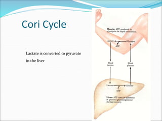 Cori Cycle
Lactate is converted to pyruvate
in the liver
 