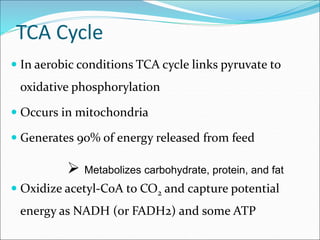 TCA Cycle
 In aerobic conditions TCA cycle links pyruvate to
oxidative phosphorylation
 Occurs in mitochondria
 Generates 90% of energy released from feed
 Oxidize acetyl-CoA to CO2 and capture potential
energy as NADH (or FADH2) and some ATP
 Metabolizes carbohydrate, protein, and fat
 