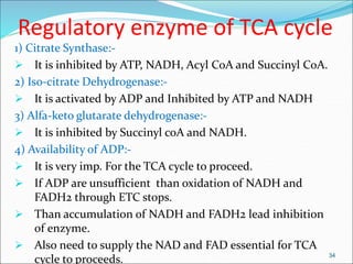 Regulatory enzyme of TCA cycle
1) Citrate Synthase:-
 It is inhibited by ATP, NADH, Acyl CoA and Succinyl CoA.
2) Iso-citrate Dehydrogenase:-
 It is activated by ADP and Inhibited by ATP and NADH
3) Alfa-keto glutarate dehydrogenase:-
 It is inhibited by Succinyl coA and NADH.
4) Availability of ADP:-
 It is very imp. For the TCA cycle to proceed.
 If ADP are unsufficient than oxidation of NADH and
FADH2 through ETC stops.
 Than accumulation of NADH and FADH2 lead inhibition
of enzyme.
 Also need to supply the NAD and FAD essential for TCA
cycle to proceeds. 34
 