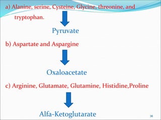 a) Alanine, serine, Cysteine, Glycine, threonine, and
tryptophan.
Pyruvate
b) Aspartate and Aspargine
Oxaloacetate
c) Arginine, Glutamate, Glutamine, Histidine,Proline
Alfa-Ketoglutarate 36
 