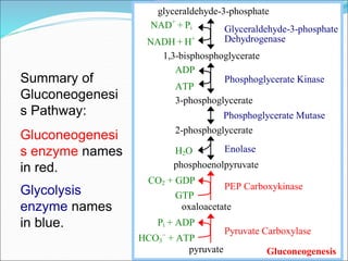 Glyceraldehyde-3-phosphate
Dehydrogenase
Phosphoglycerate Kinase
Enolase
PEP Carboxykinase
glyceraldehyde-3-phosphate
NAD+
+ Pi
NADH + H+
1,3-bisphosphoglycerate
ADP
ATP
3-phosphoglycerate
Phosphoglycerate Mutase
2-phosphoglycerate
H2O
phosphoenolpyruvate
CO2 + GDP
GTP
oxaloacetate
Pi + ADP
HCO3

+ ATP
pyruvate
Pyruvate Carboxylase
Gluconeogenesis
Summary of
Gluconeogenesi
s Pathway:
Gluconeogenesi
s enzyme names
in red.
Glycolysis
enzyme names
in blue.
 