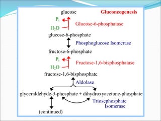Glucose-6-phosphatase
Fructose-1,6-bisphosphatase
glucose Gluconeogenesis
Pi
H2O
glucose-6-phosphate
Phosphoglucose Isomerase
fructose-6-phosphate
Pi
H2O
fructose-1,6-bisphosphate
Aldolase
glyceraldehyde-3-phosphate + dihydroxyacetone-phosphate
Triosephosphate
Isomerase
(continued)
 