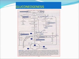 GLUCONEOGENESIS
 