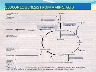 GLUCONEOGENESIS FROM AMINO ACID
 